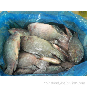 Frozen IVP GGS Tilapia Tilapia entera redonda de pescado